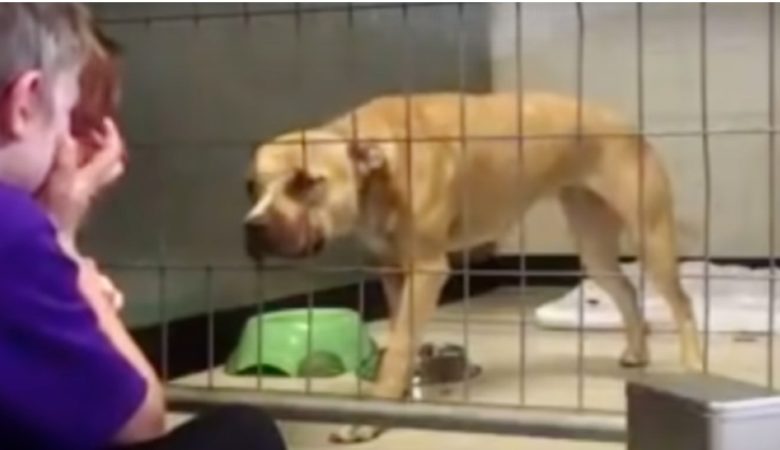 Depressiver Pitbull im Tierheim weigert sich tagelang, sich zu bewegen, bis ein kleiner Junge sie anlächelt