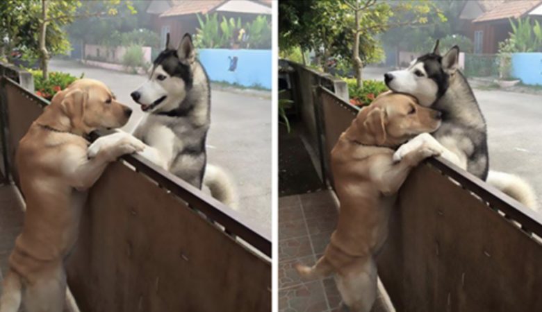 Einsamer Hund flieht aus dem Garten, um seinen besten Freund zu finden und zu umarmen