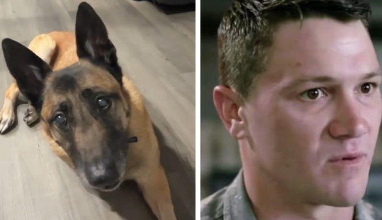 Ein Soldat adoptiert einen schwer verletzten Militärhund, der ihm das Leben gerettet hat