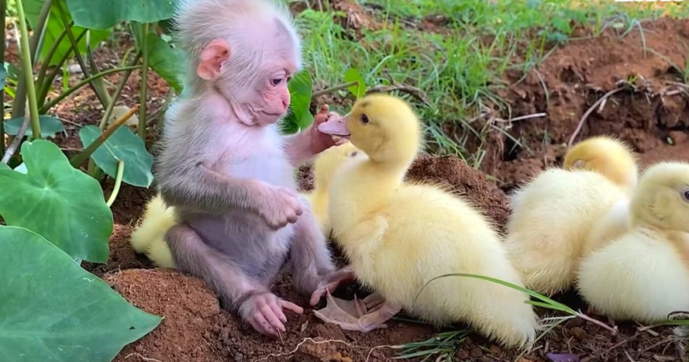 Niedliches Video zeigt Affenbaby, das sich um Entenbabys kümmert, als wären sie seine Familie