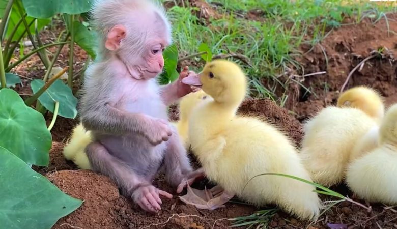 Niedliches Video zeigt Affenbaby, das sich um Entenbabys kümmert, als wären sie seine Familie
