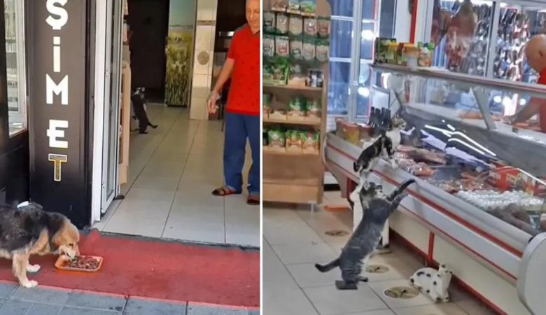Ladenbesitzer lässt jeden Tag streunende Tiere in seinen Laden kommen, um Fleischabfälle zu holen