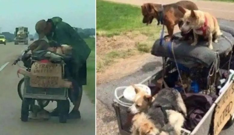 Obdachloser Mann, der einen Wagen voller Hunde schiebt, erhält von einem Fremden unvorhergesehene, lebensverändernde Hilfe