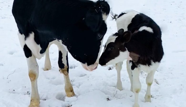 Mama-Kuh und ihr Baby sind nach langer Trennung wieder vereint
