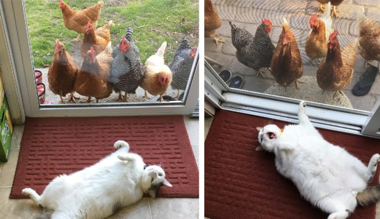 Jeden Tag stehen die Hühner vor der Tür an, um die “Katzenshow” zu sehen