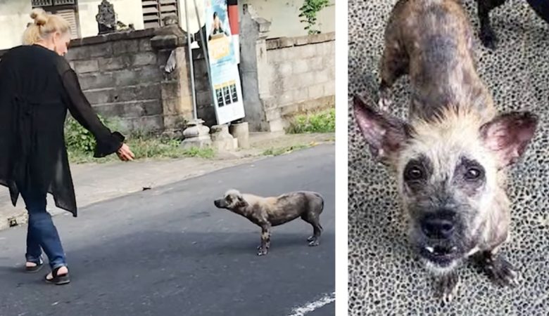 Frau rettet “hyänenähnlichen” Hund und hat jetzt das seidigste Fell