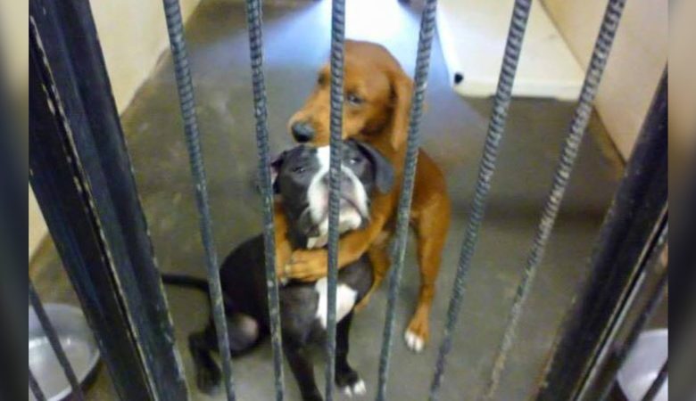 Verängstigter Tierheimhund umarmt seinen besten Freund Stunden bevor er eingeschläfert wird und rettet ihm das Leben