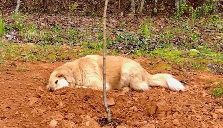 Trauernder Hund trauert um seine tierischen Freunde, indem er nach deren Tod an ihrer Seite bleibt