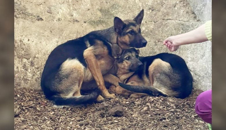 Retter kämpfen gegen Gewitter an, um ausgesetzte deutsche Schäferhundschwestern zu retten