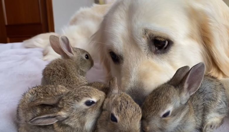 Kaninchen halten Golden Retriever für ihre Mutter und kuscheln sich zum Schutz an sie