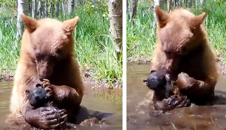 Spurenkamera fängt kleinen Bären beim Baden mit gefundenem Spielzeugbären ein