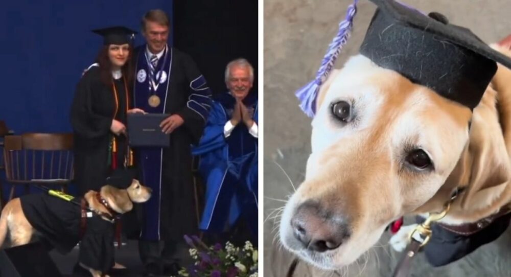 Eine sehende junge Frau macht ihren Abschluss als Biologin und dankt ihrem Blindenhund für alles – und ihrem Blindenhündchen für alles