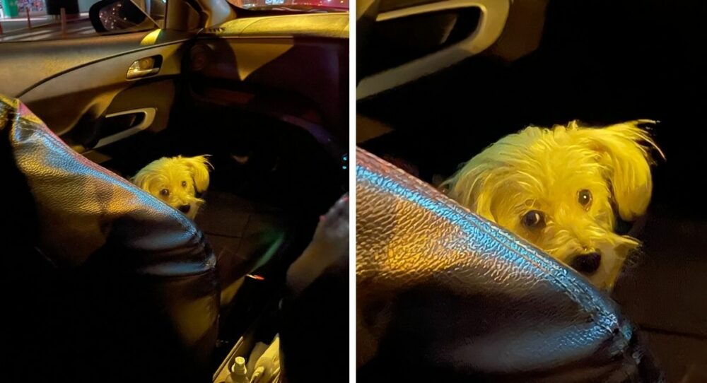 Doggy geht mit seinem geliebten Menschen aus, um ihn zur Arbeit als Taxifahrer zu begleiten