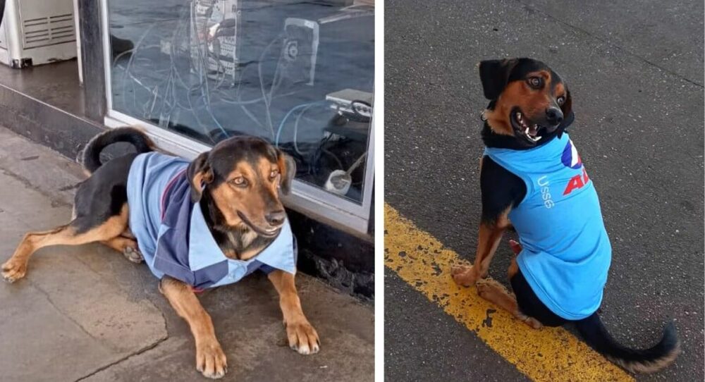Doggy wird von Tankstellenmitarbeitern adoptiert und freut sich über seine neue Uniform – und seine neue Uniform – ist eine gute Möglichkeit für ihn, ein neues Leben zu beginnen