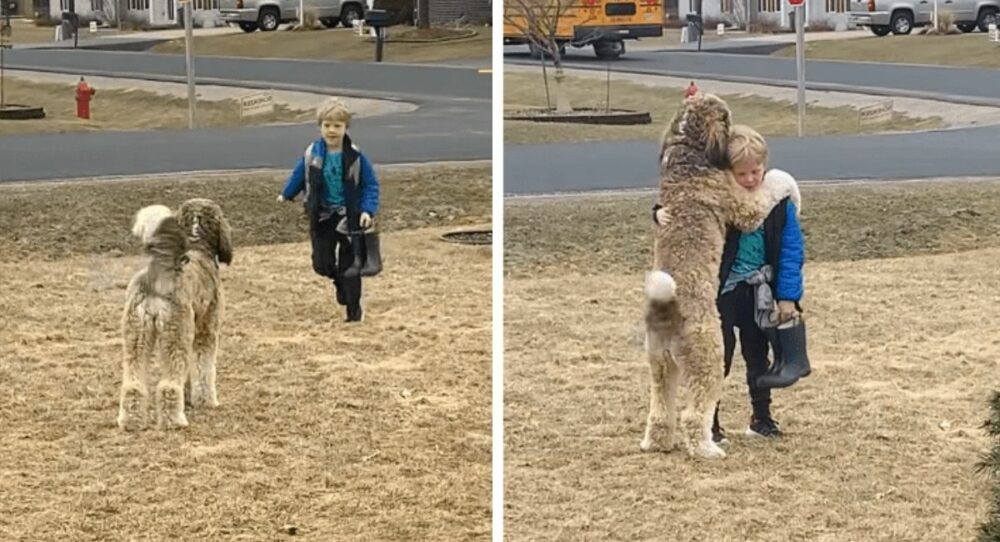 Doggy wartet jedes Mal, wenn er von der Schule nach Hause kommt, darauf, seinen geliebten Menschen zu knuddeln –
