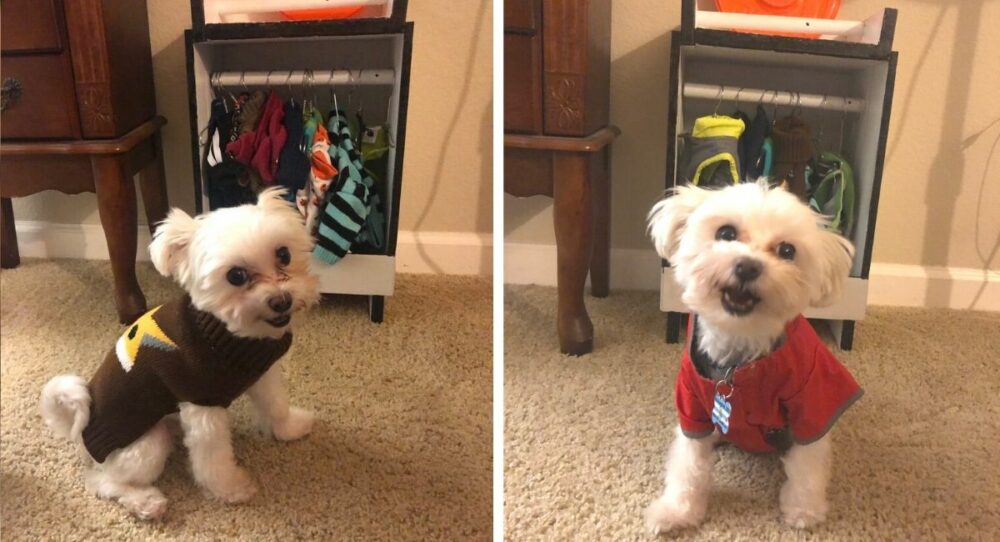Ein kleiner Hund, dem sehr kalt war, freut sich, weil er einen Kleiderschrank geschenkt bekommen hat