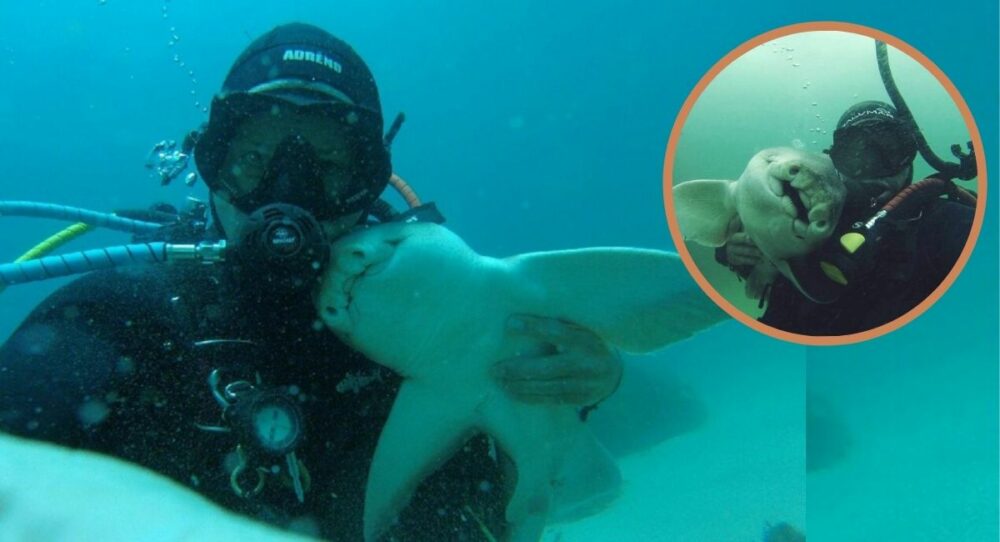 Taucher besucht Hai und will ihn umarmen –