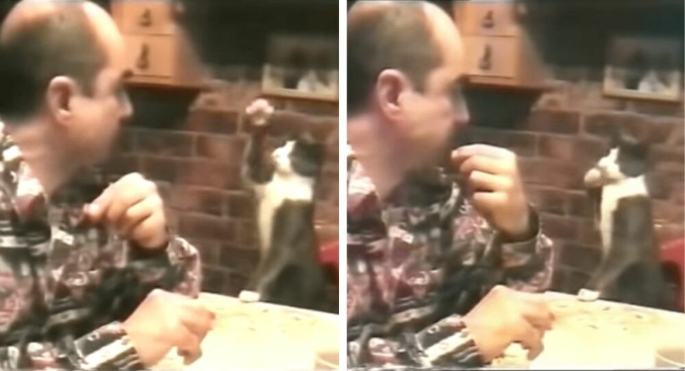 Katze bettelt mit Zeichensprache um Futter von Mensch, der nicht hören kann –