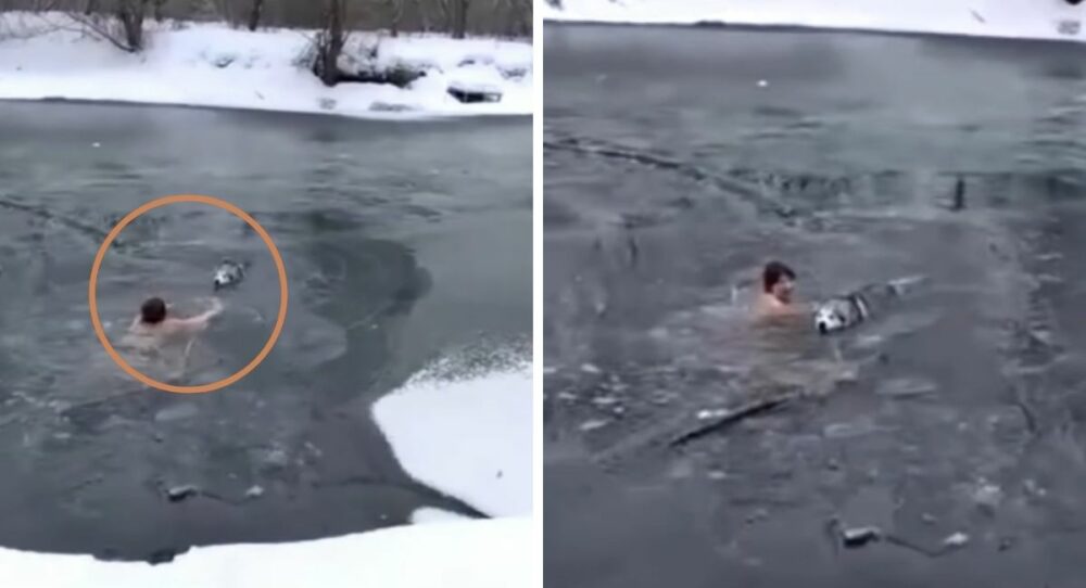 65-jährige Frau springt in einen zugefrorenen See, um einen Hund zu retten, der nicht mehr herauskam – und springt dann in einen zugefrorenen See, um einen Hund zu retten, der nicht mehr herauskam