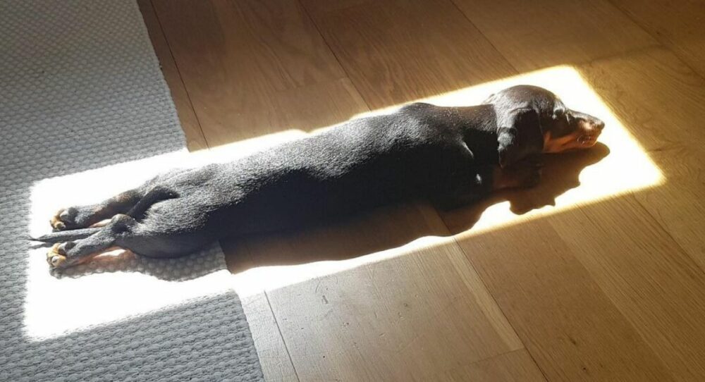 Doggy ist immer auf der Suche nach einer Möglichkeit, ein Nickerchen in der Sonne zu machen