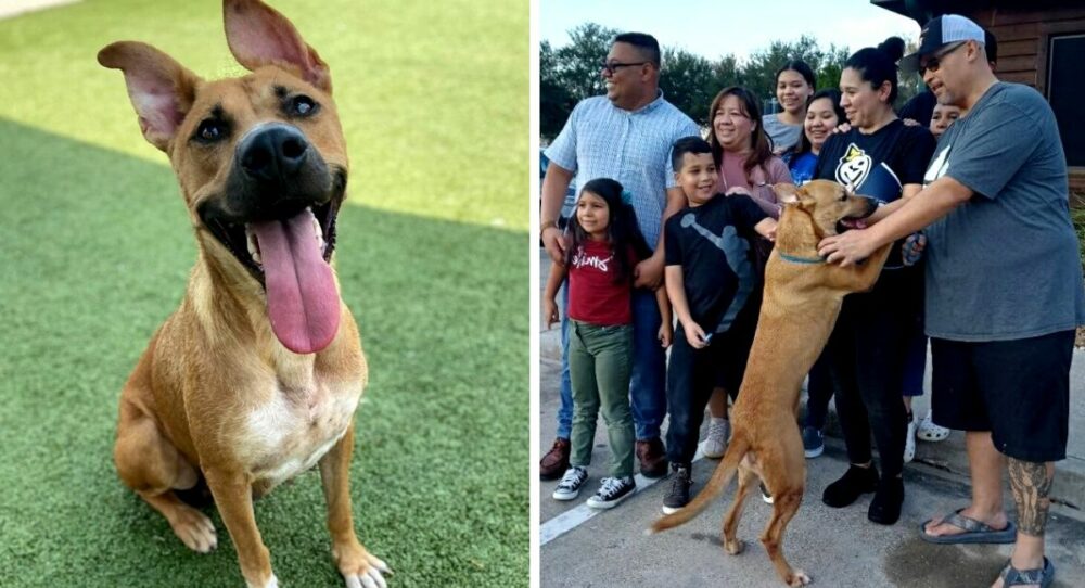 Familie findet verlorenen einjährigen Hund wieder, nachdem sie ihn bei einer Adoptionsveranstaltung gesehen hat
