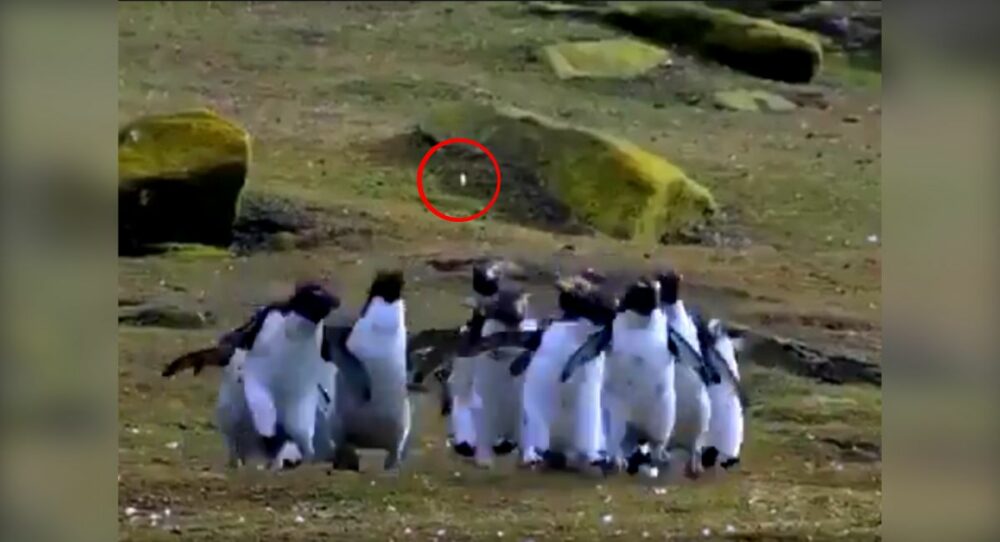 Eine Gruppe von Pinguinen läuft und springt einem “Schmetterling” hinterher –