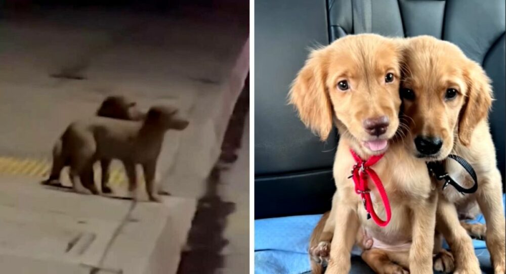 Hunde können nicht aufhören zu lächeln, nachdem sie nach einer harten Zeit auf der Straße gerettet wurden –