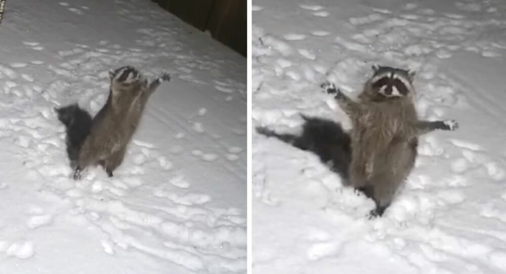 Der Waschbär freut sich, wenn er sieht, wie der Schnee fällt und versucht, ihn mit seinen “kleinen Pfoten” aufzufangen