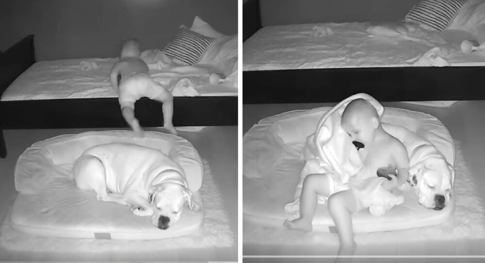 Junge klettert aus dem Bett, um mit seinem geliebten Hundefreund zu schlafen –