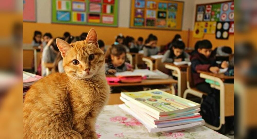 Eine obdachlose Katze kommt jeden Tag in die Schule und die Schüler beschließen, sie zu adoptieren
