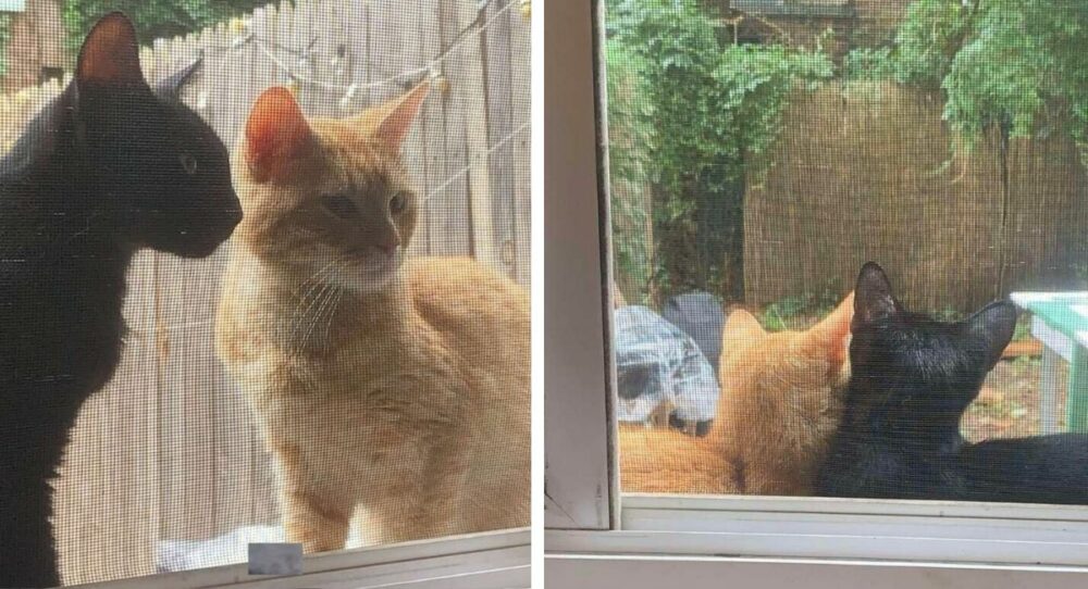 Ein Katzenpärchen klopft an die Tür und bittet darum, ihre Babys bekommen zu dürfen –