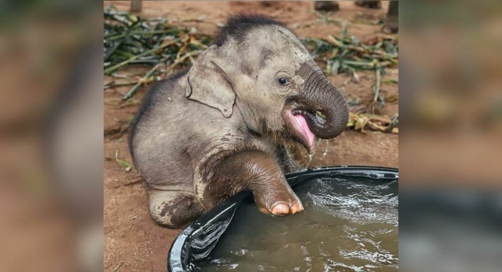 Elefant genießt sein erstes Bad, nachdem er aus einem Zirkus gerettet wurde –
