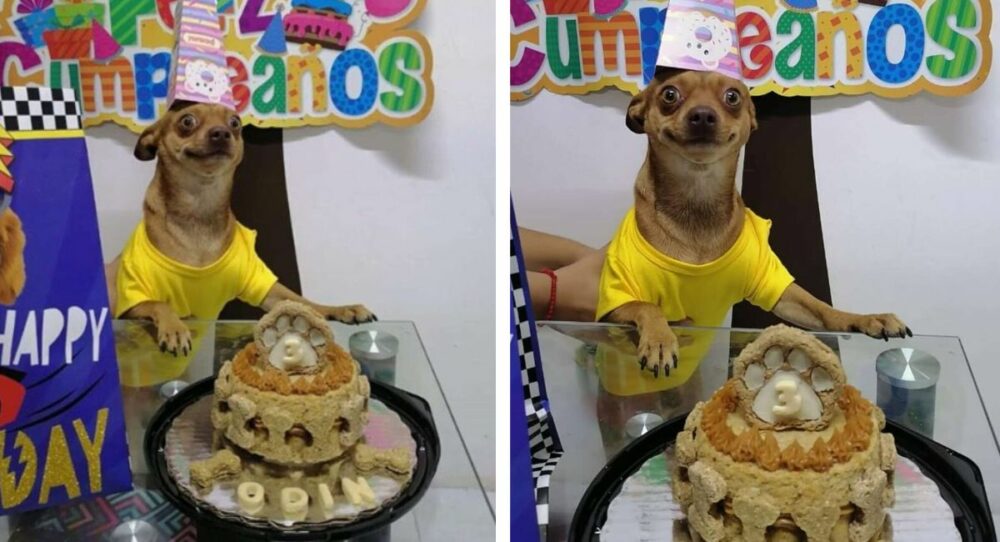 Doggy kann nicht aufhören zu lächeln, nachdem seine Familie an seinen Geburtstag gedacht hat –