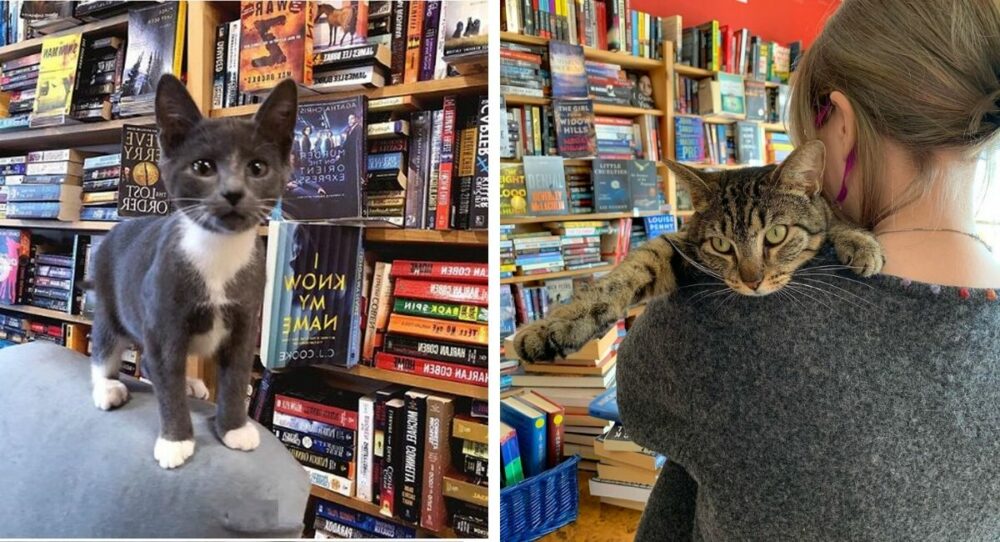 Buchhandlung nimmt obdachlose Kätzchen auf, die Leser adoptieren können –