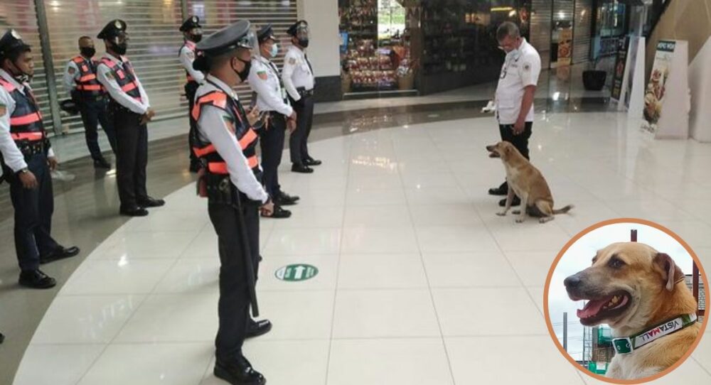 Ein Hund, der durch das Einkaufszentrum gelaufen ist, wird adoptiert und wird der beste Arbeiter –