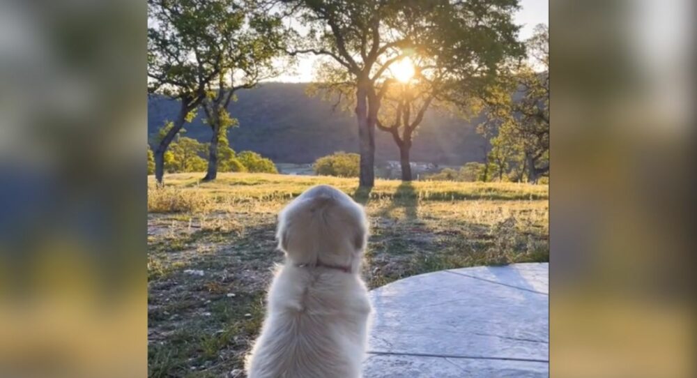 Doggy sitzt jeden Tag auf der Veranda seines Hauses und beobachtet den Sonnenuntergang –