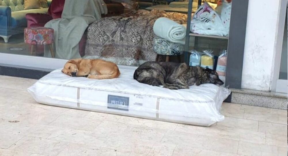 Geschäft stellt eine Matratze für obdachlose Welpen nach draußen –