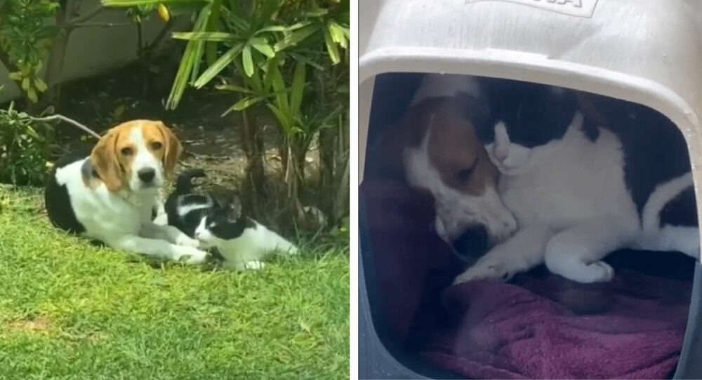 Welpe freundet sich mit obdachloser Katze an und nimmt sie zur Adoption mit nach Hause –