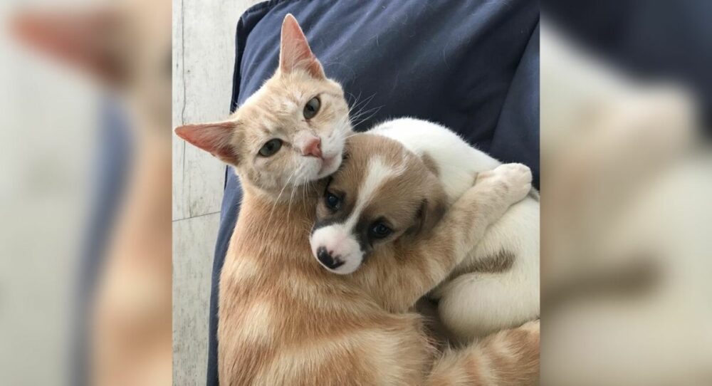 Katze, die ihre Babys verloren hat, adoptiert Kätzchen, die ihre Mutter verloren haben