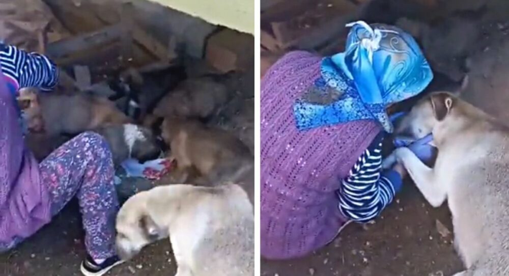 Obdachloser Hund bedankt sich bei einer Frau für die Fütterung ihrer Welpen –