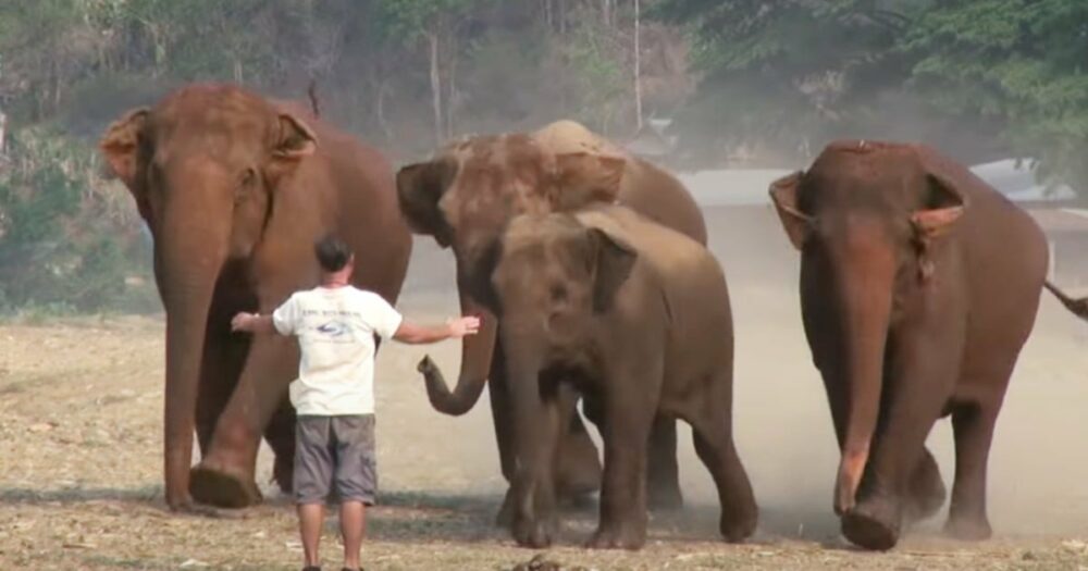 Elefantenherde “umarmt” ihren besten Freund in einer riesigen Umarmung