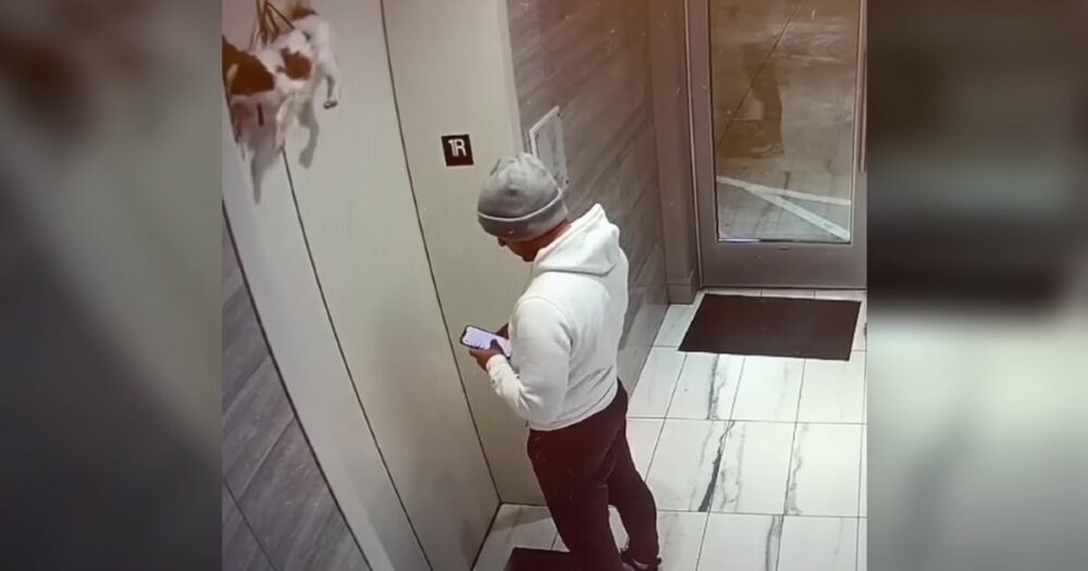 Ein Mann schaut von seinem Telefon auf und findet einen Hund, der aus dem Aufzug baumelt