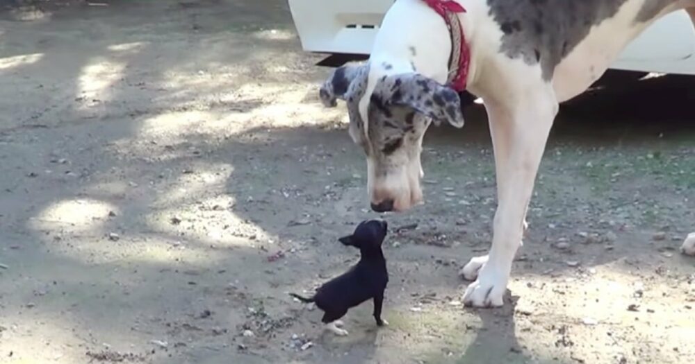 Kleinster Welpe aus dem Tierheim schmilzt beim Versuch, sich mit einer riesigen Dogge anzufreunden