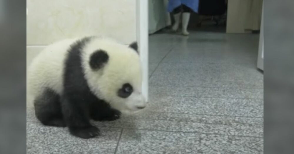 Panda wartet hinter der Wand, um das Kindermädchen zu erschrecken