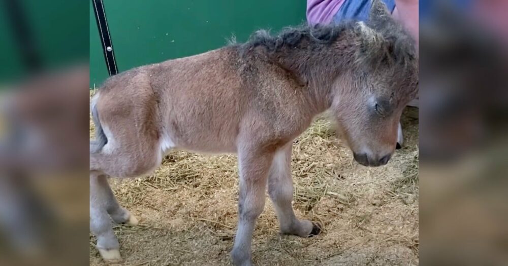Mini-Pferdchen-Mama bringt ein kleines Pferd zur Welt, das verzweifelt versucht, Freunde zu finden