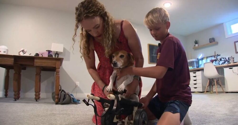 fünftklässler findet heraus, dass der Hund seines Lehrers behindert ist, und baut ihm einen Rollstuhl, um ihm das Leben zu erleichtern