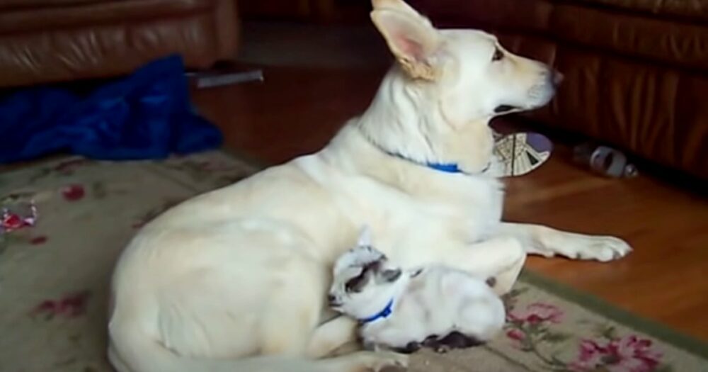 Deutscher Schäferhund schenkt Mama ein breites Lächeln, als sie ihren neuen “besten Freund” bekommt