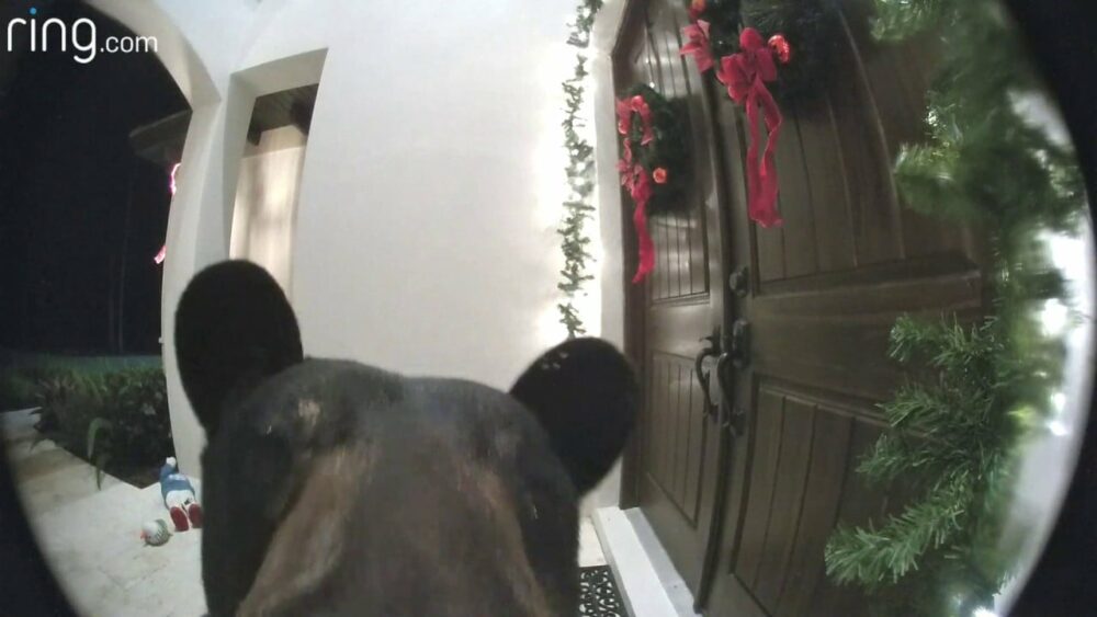 Schwarzbär klingelt an der Tür und zeigt gute Manieren, als der Hausbesitzer ihn bittet zu gehen