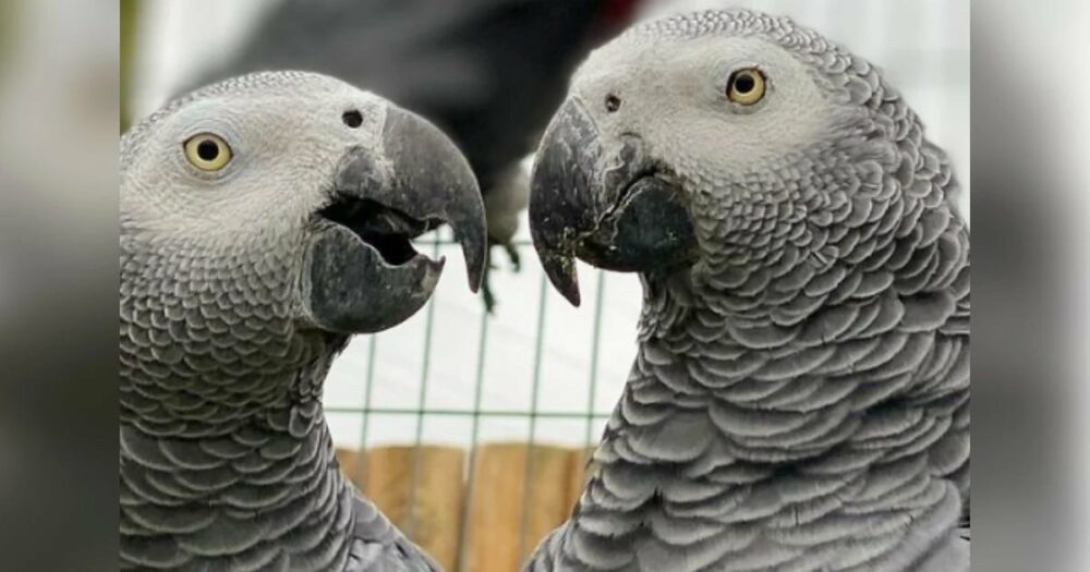 Töpfchenmaul-Papageien müssen getrennt werden, weil sie sich den Zoobesuchern gegenüber schlecht benommen haben