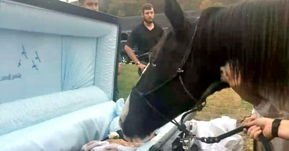 feindseliges” Pferd, das schwer misshandelt wurde, teilt den letzten Kuss” mit der einen Person, die es nie aufgegeben hat
